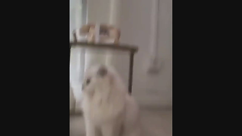 Pet Water Fountain